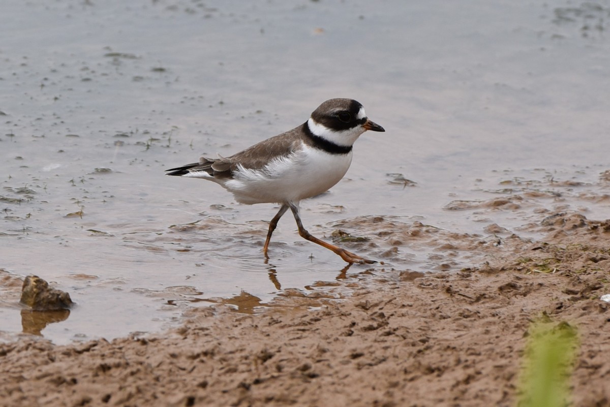 Semipalmated Plover - ML609461914
