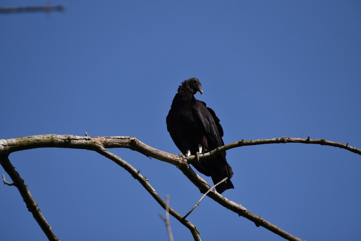 Black Vulture - ML609461948