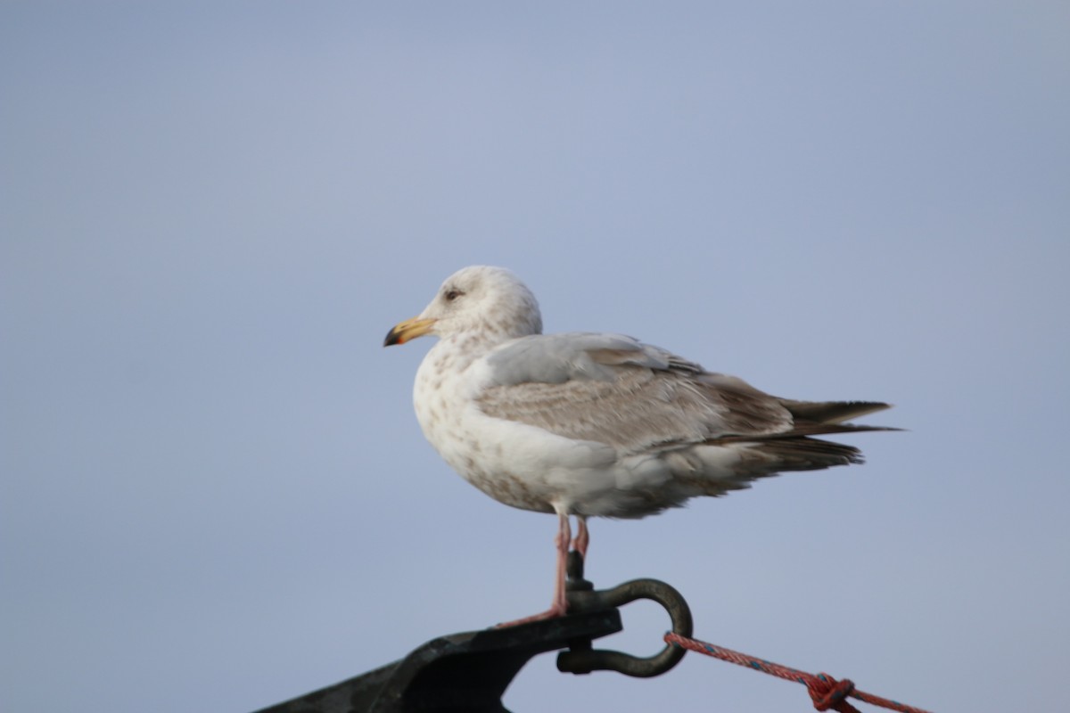 Herring x Glaucous-winged Gull (hybrid) - ML60946211