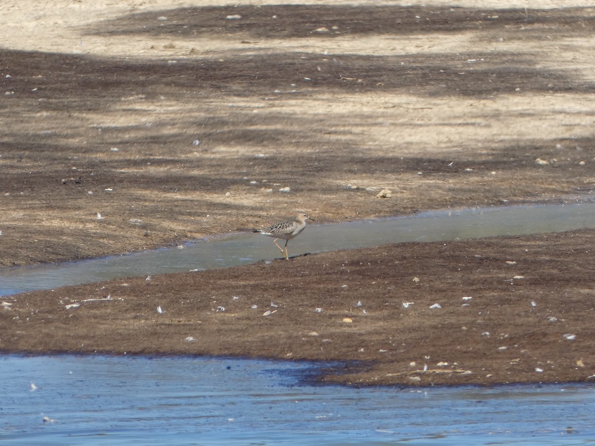 Buff-breasted Sandpiper - ML609462154