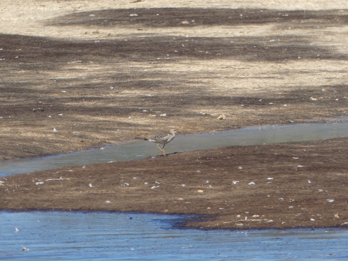 Buff-breasted Sandpiper - ML609462160