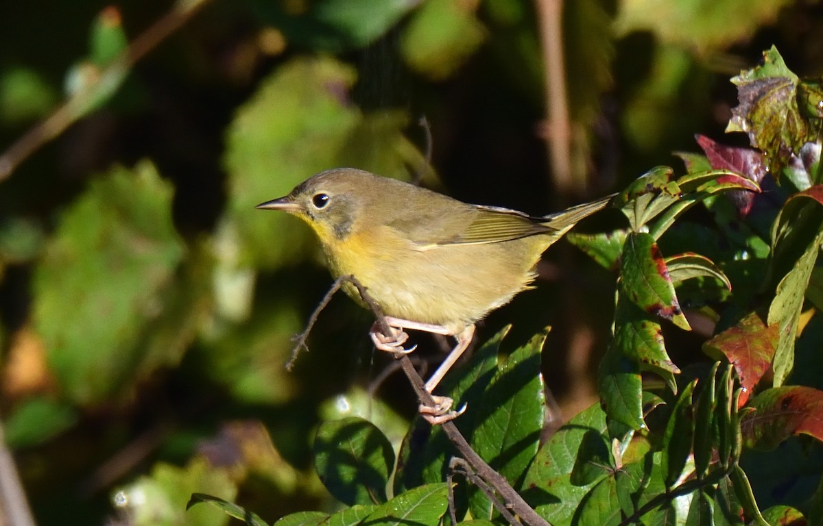 Common Yellowthroat - ML609462241