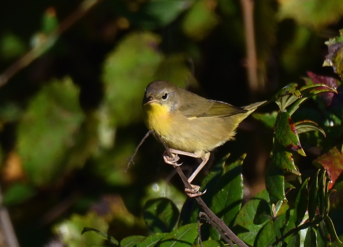 Common Yellowthroat - ML609462243