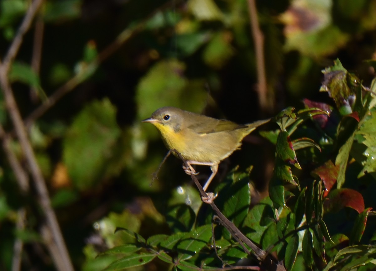 Common Yellowthroat - ML609462244