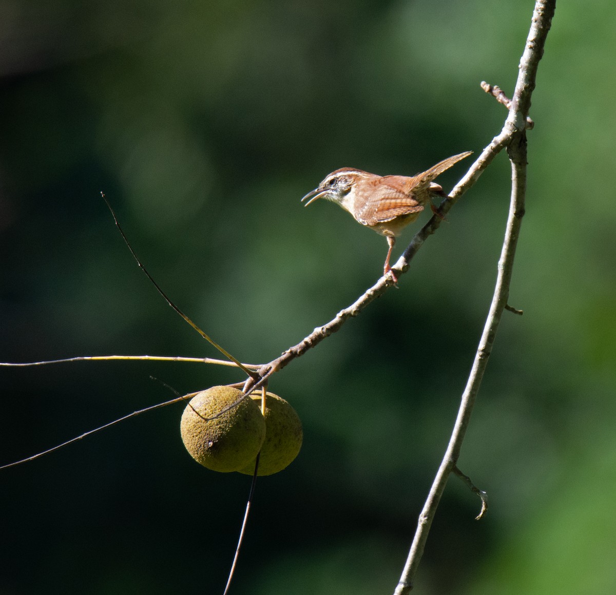 Carolina Wren - Richard Snow