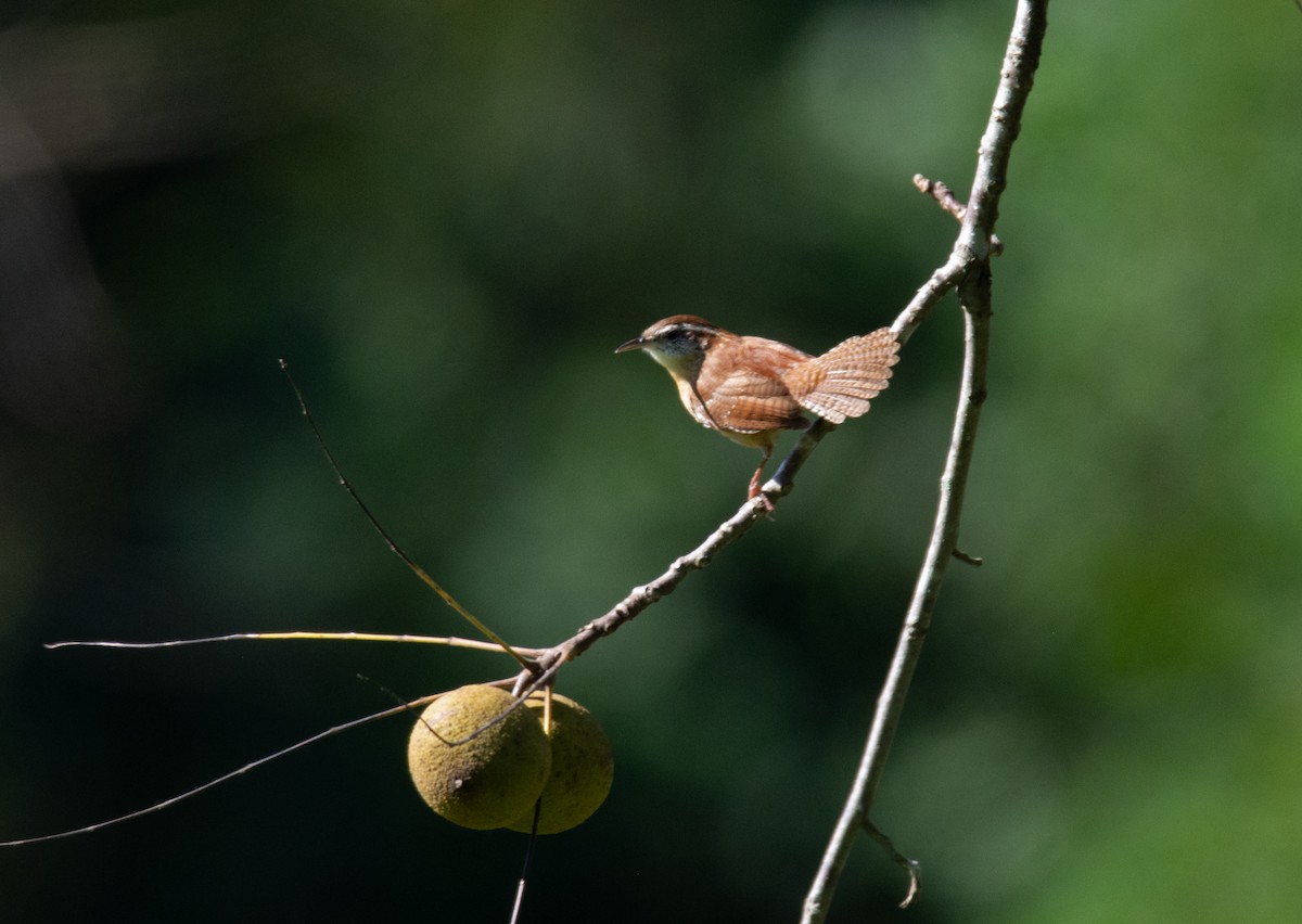 Carolina Wren - ML609462278