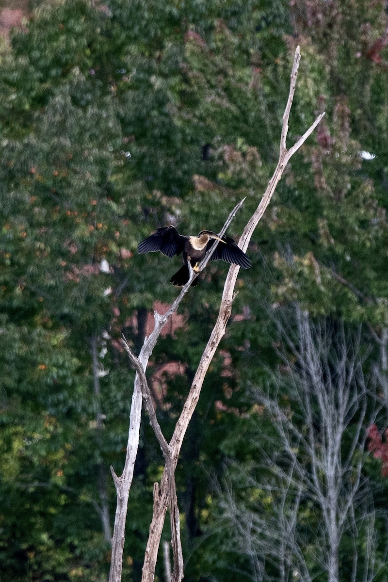 Amerika-Schlangenhalsvogel - ML609462299