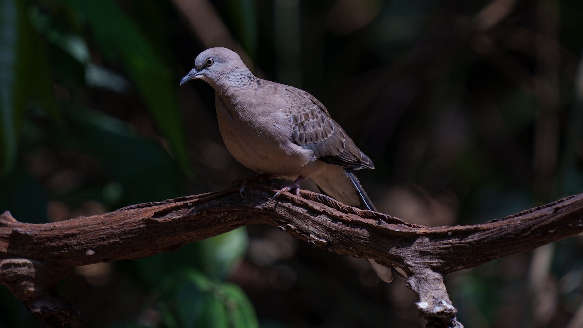 Spotted Dove - ML609462324