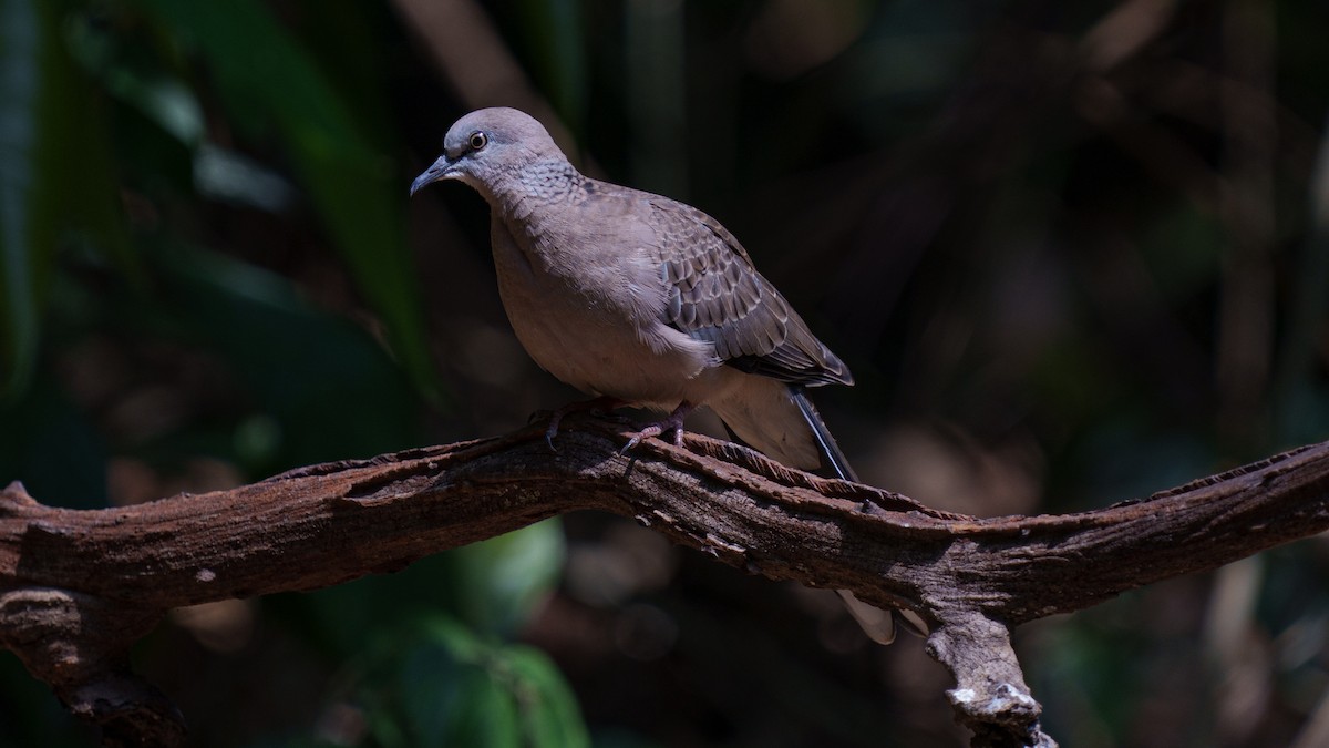 珠頸斑鳩 - ML609462324