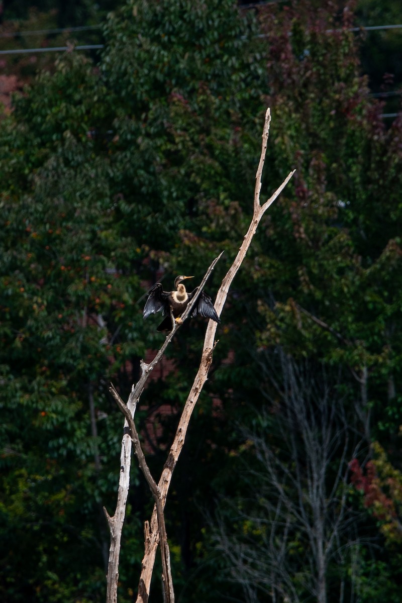 Amerika-Schlangenhalsvogel - ML609462332