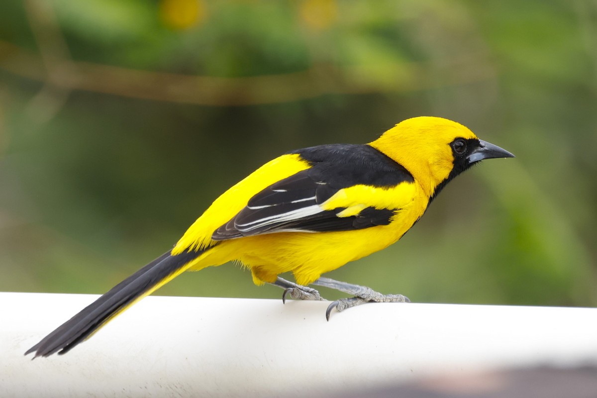 Yellow-tailed Oriole - John Mills