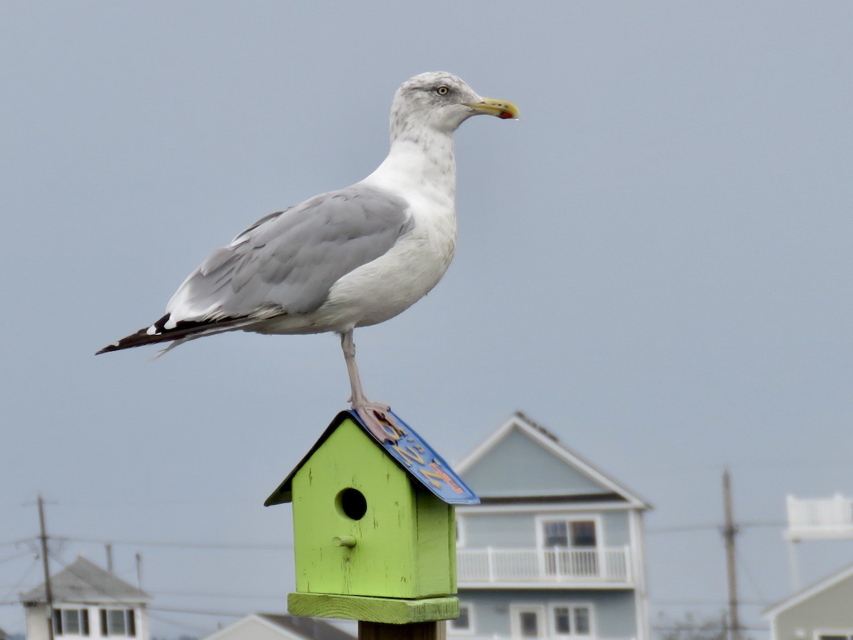 Gaviota Argéntea - ML609462373