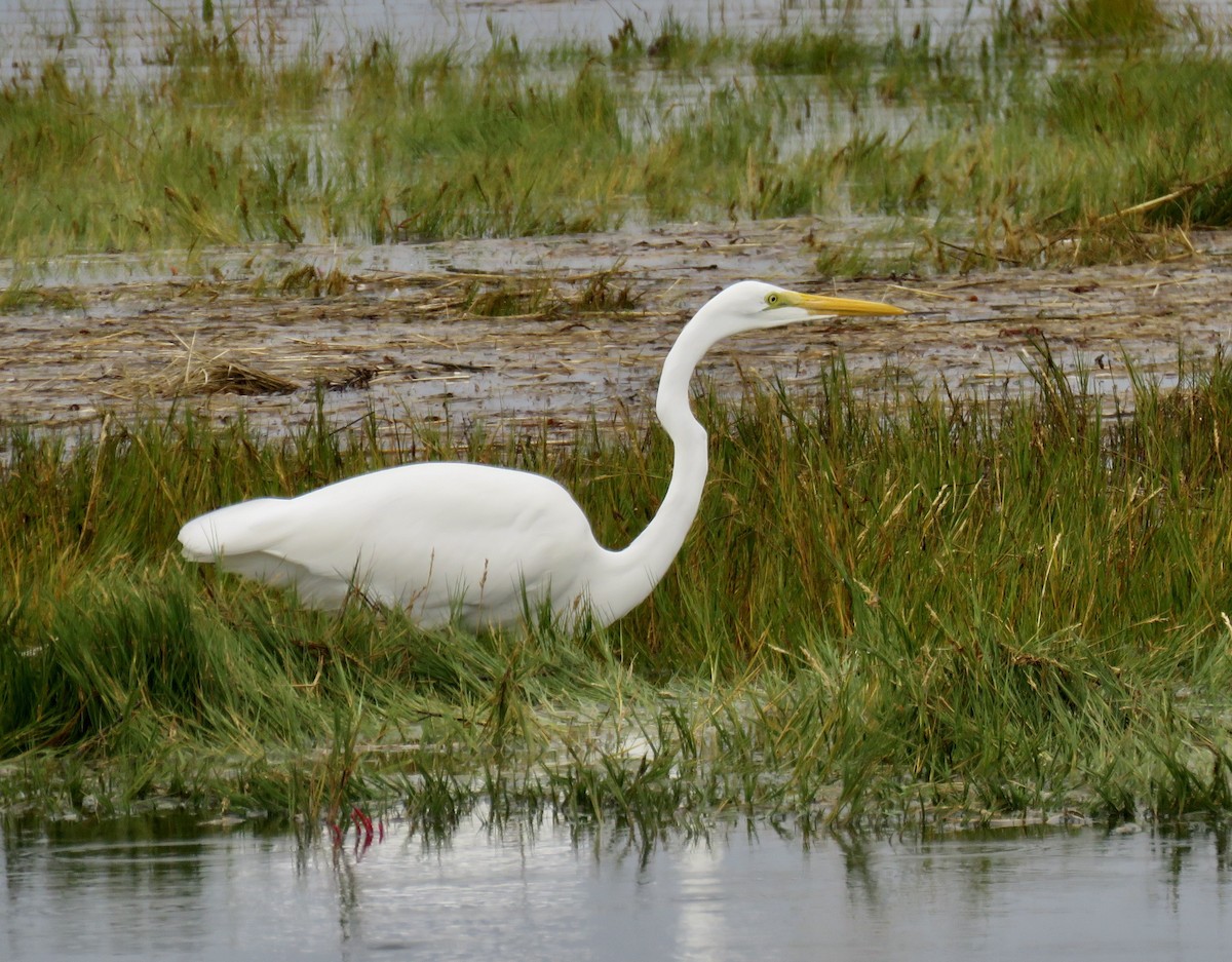 Great Egret - Holly Bauer