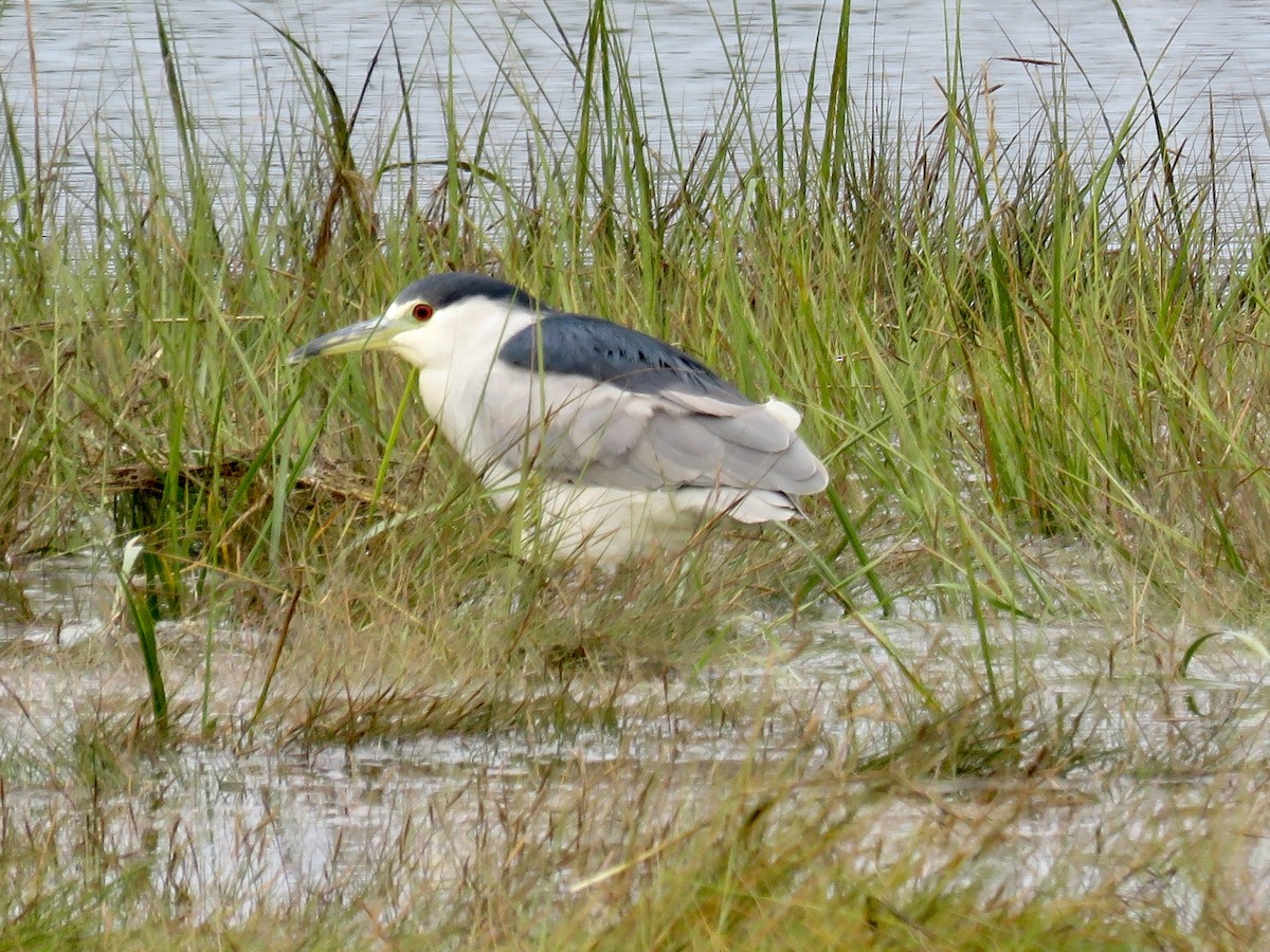 Black-crowned Night Heron - Holly Bauer