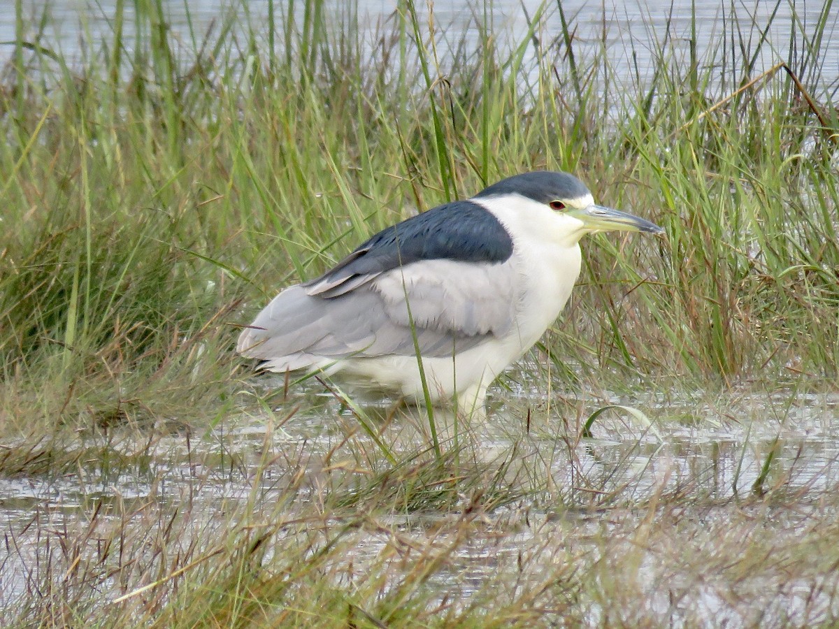 Black-crowned Night Heron - Holly Bauer