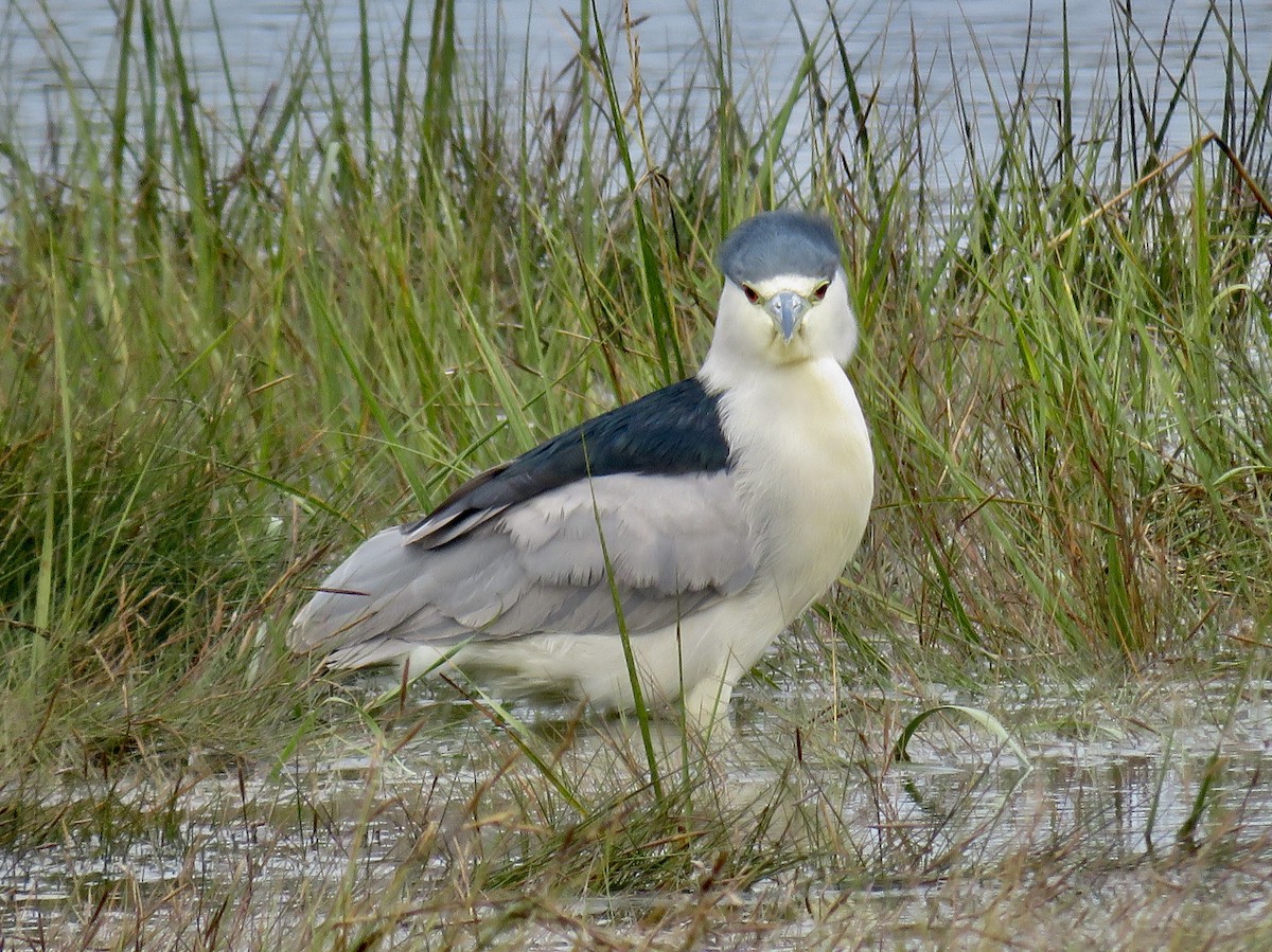 Black-crowned Night Heron - ML609462404