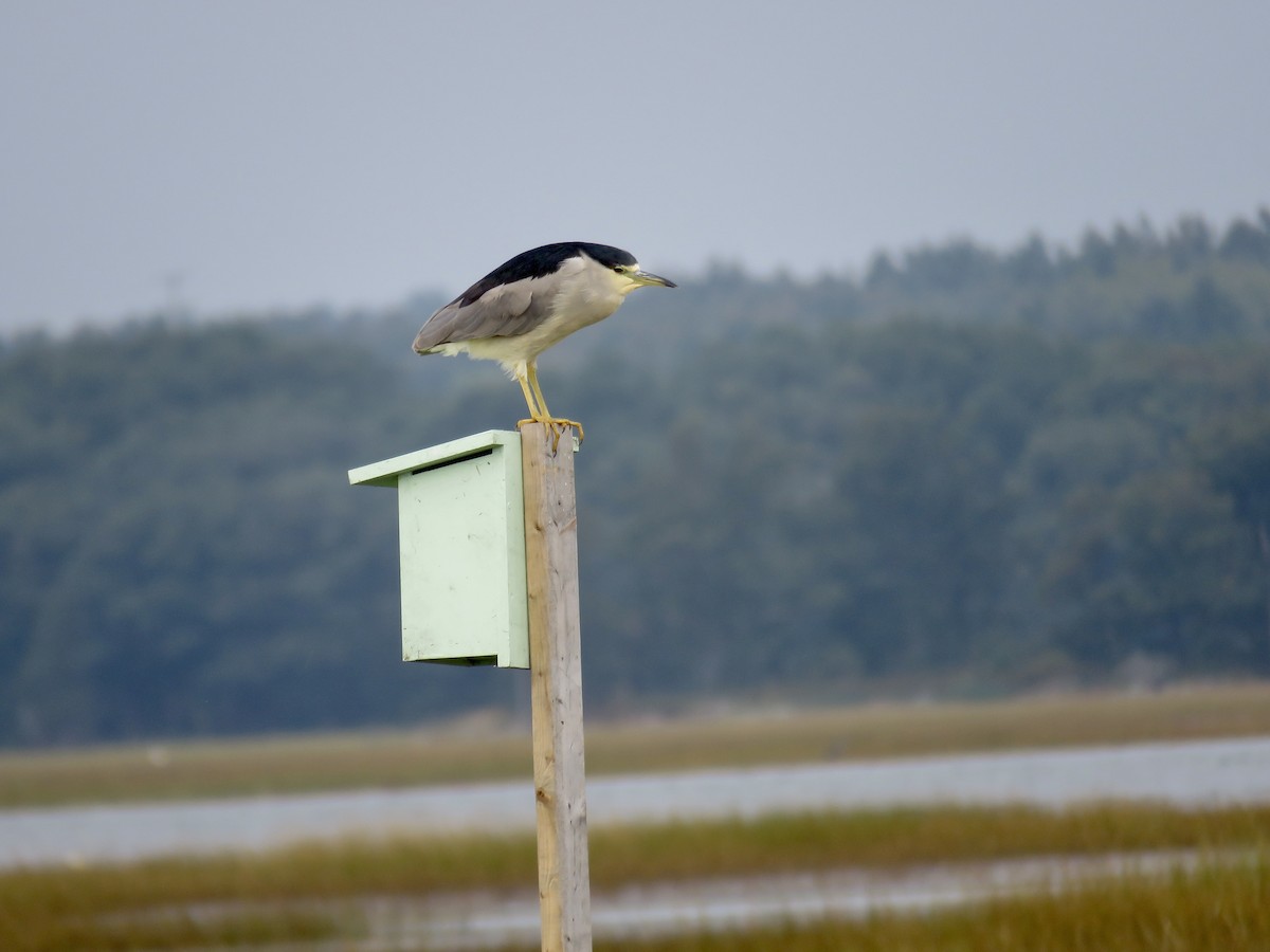 Black-crowned Night Heron - ML609462405