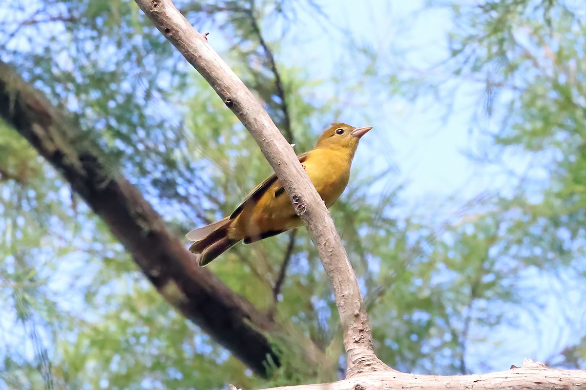 Summer Tanager - David McQuade