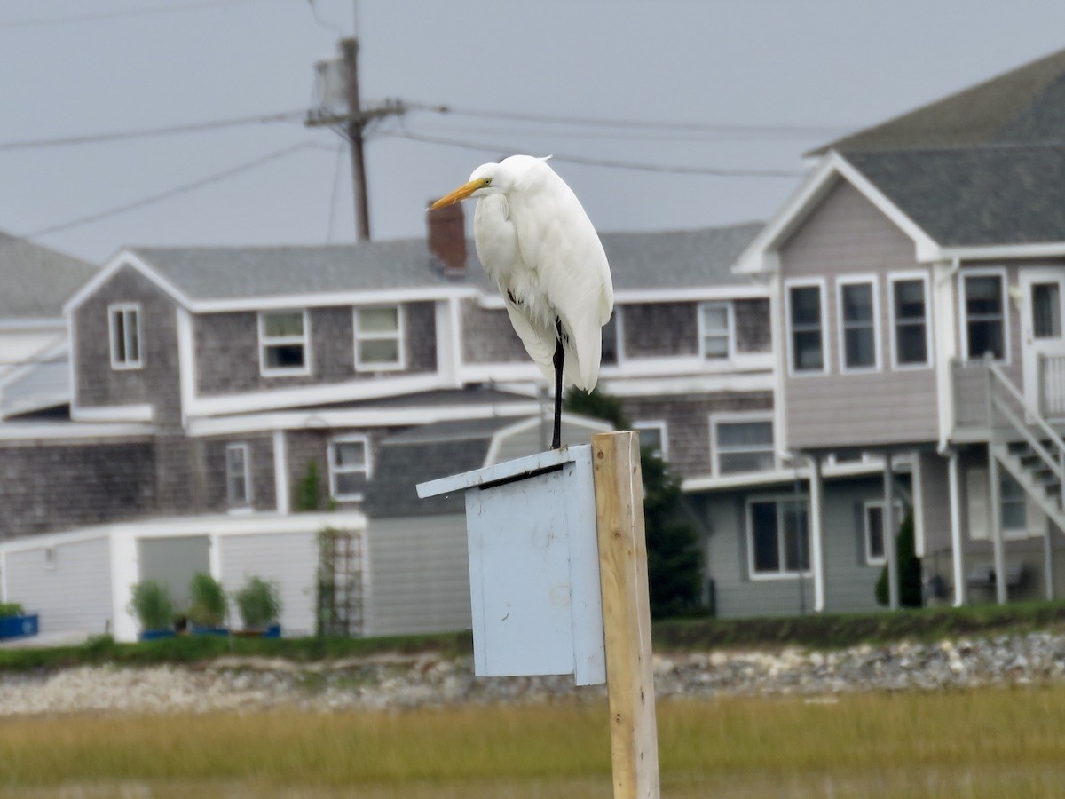 Great Egret - ML609462414