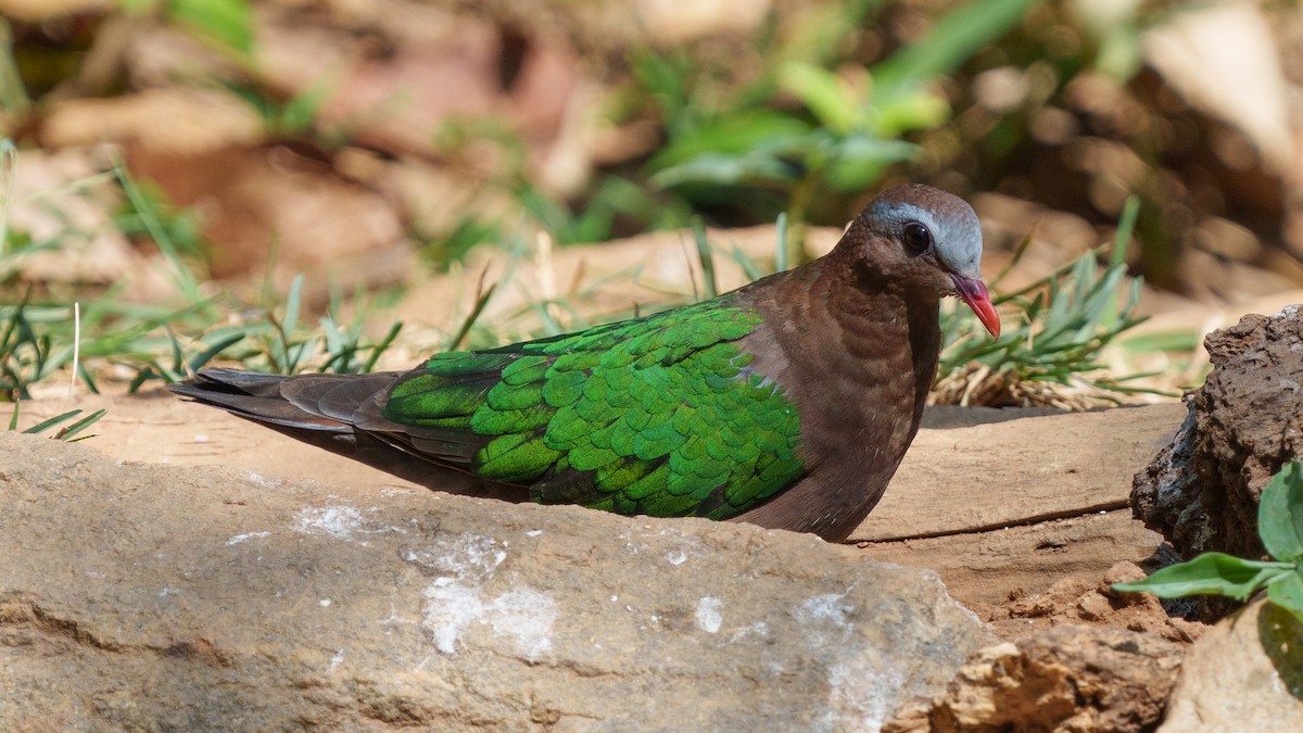 Asian Emerald Dove - Zongzhuang Liu