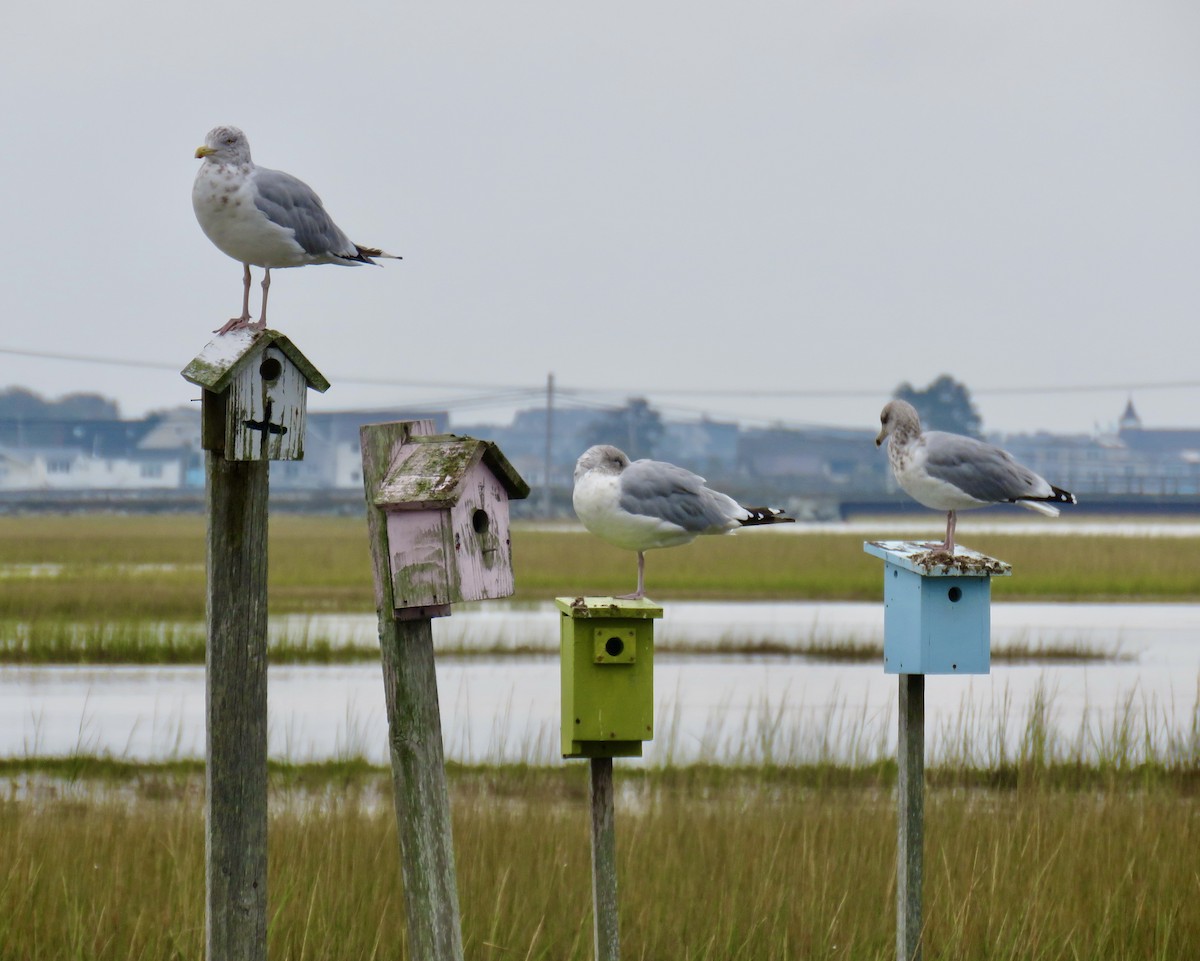 Herring Gull - ML609462465