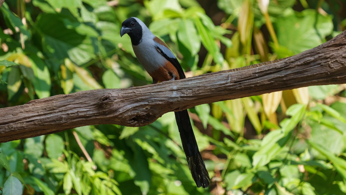 Collared Treepie - ML609462473