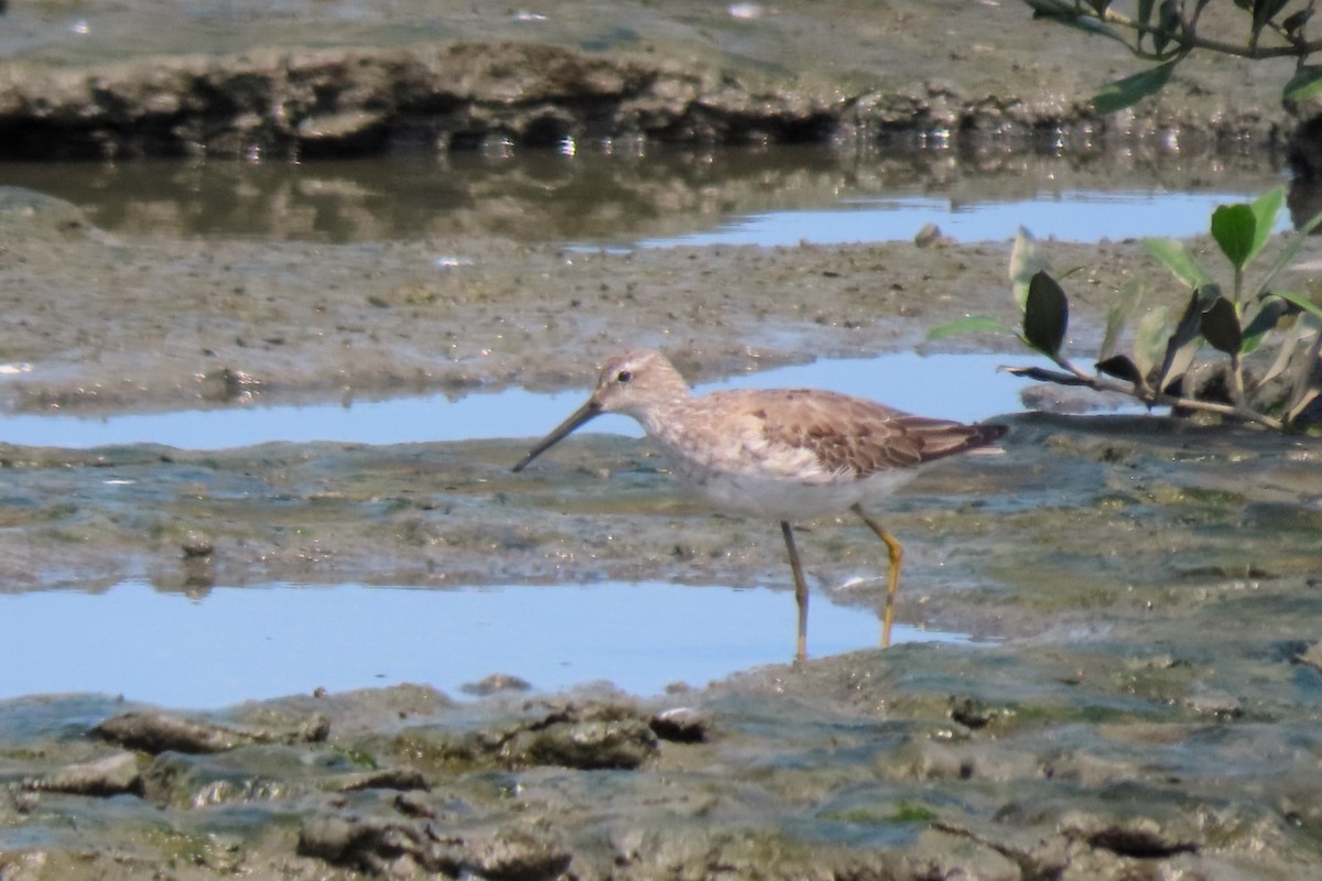 Stilt Sandpiper - ML609462481