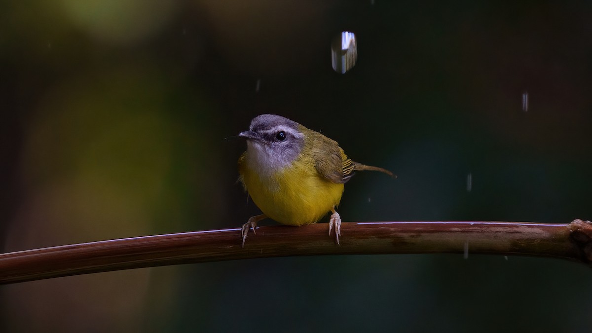 Yellow-bellied Warbler - Zongzhuang Liu