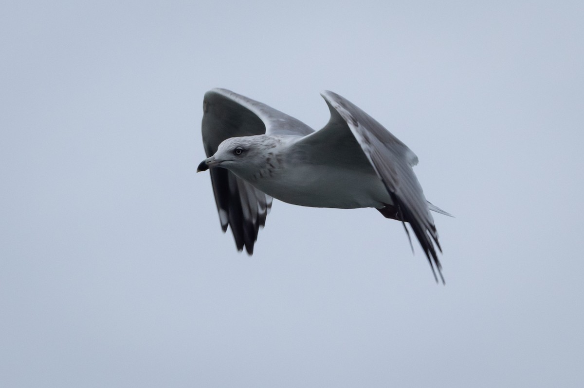 セグロカモメ（argentatus／argenteus） - ML609462524