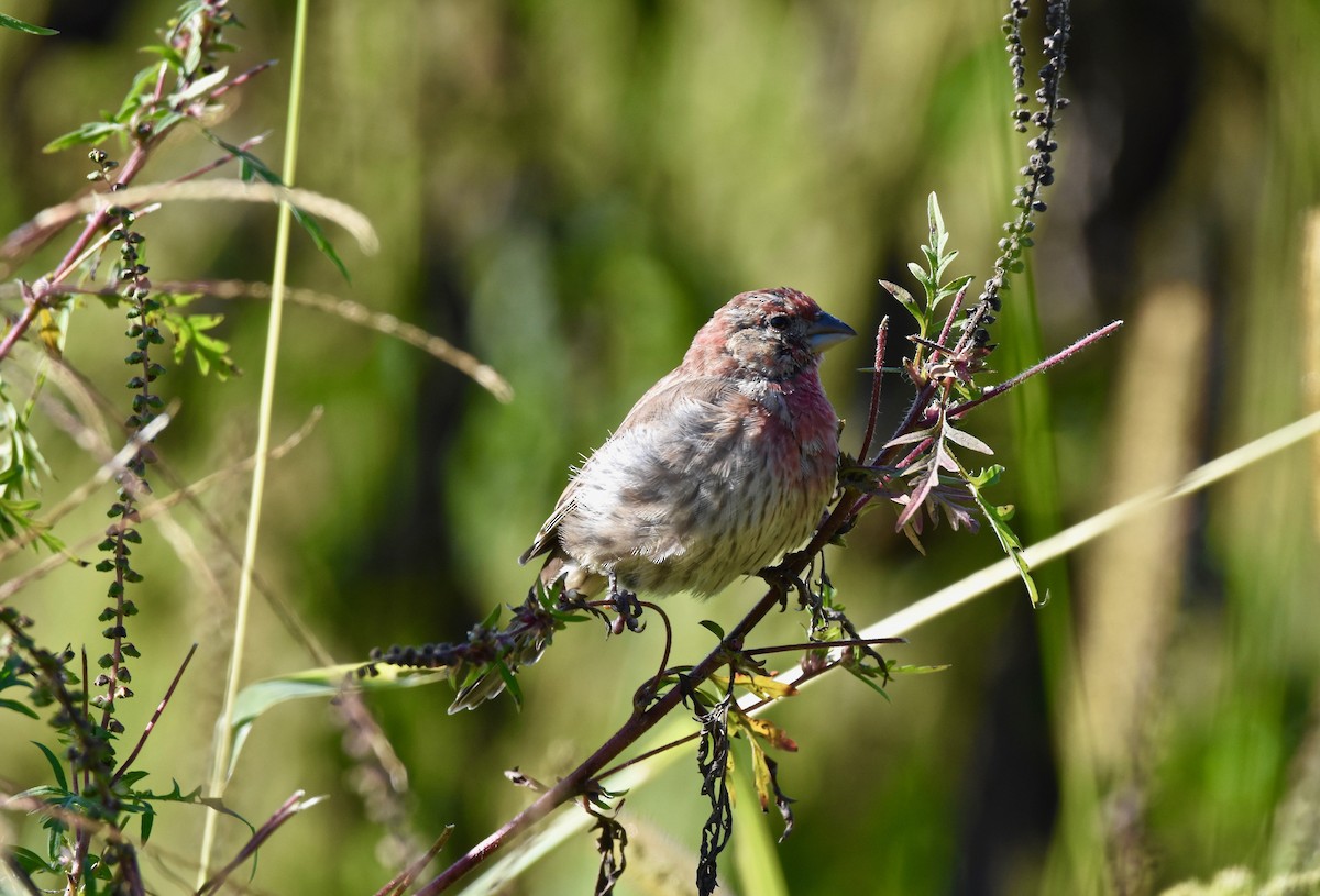 House Finch - ML609462531