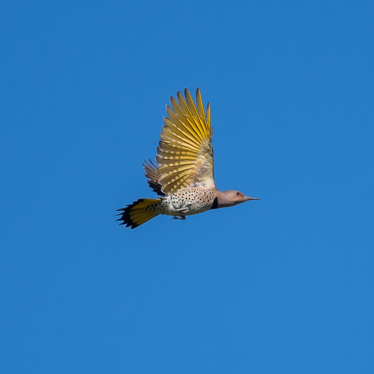 Northern Flicker - ML609462536