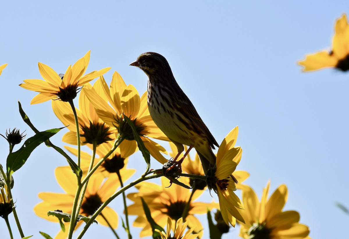 Savannah Sparrow - ML609462551