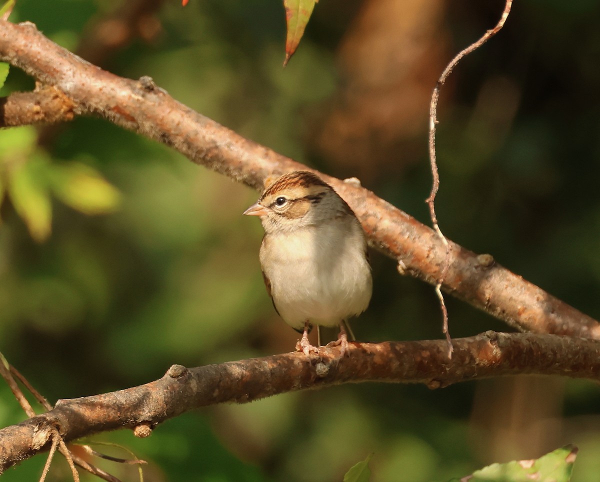 Chipping Sparrow - ML609462699
