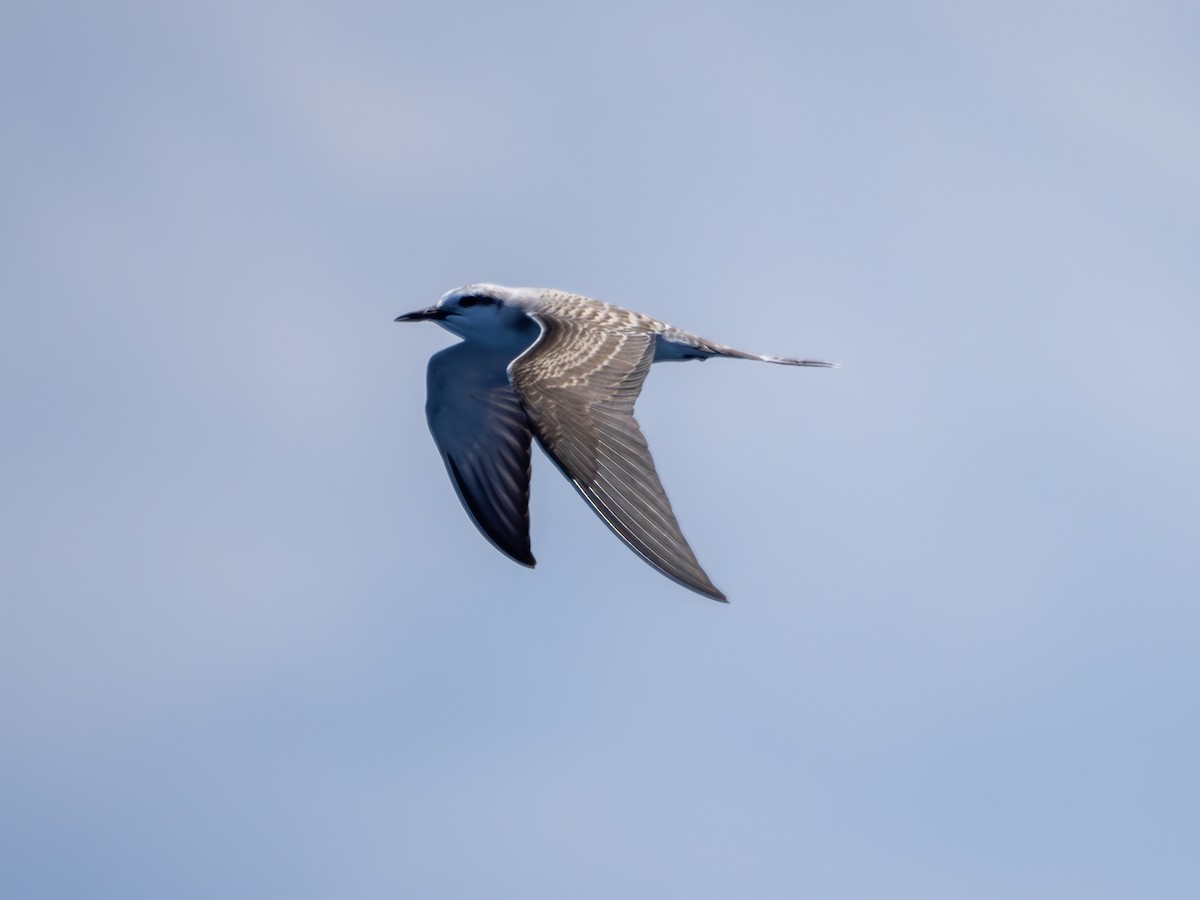 Bridled Tern - Mark Scheuerman