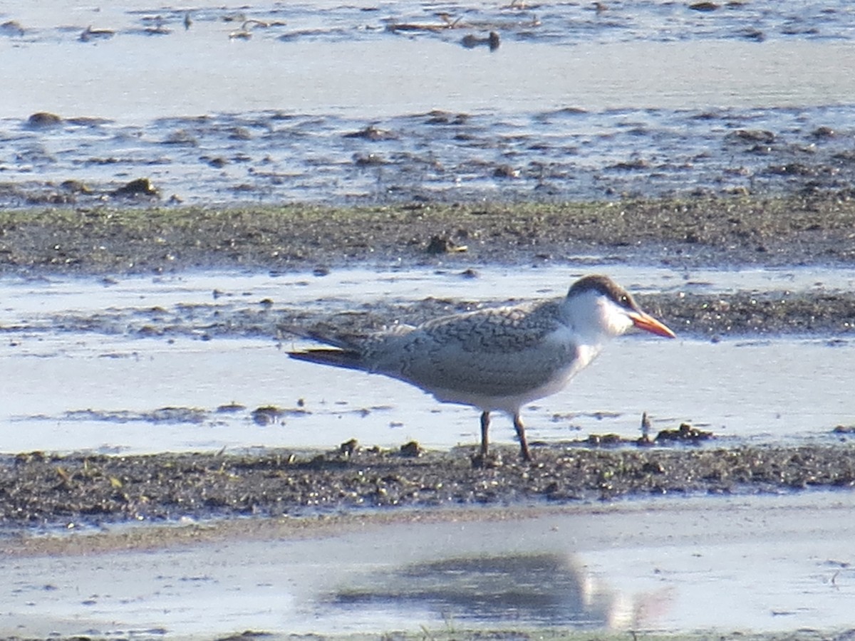 Caspian Tern - Michael Degerstrom