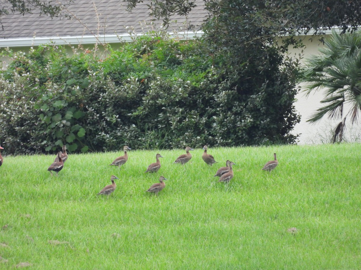 Black-bellied Whistling-Duck - ML609462929