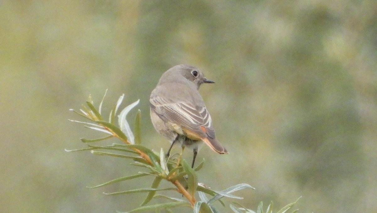 Black Redstart - ML609462930