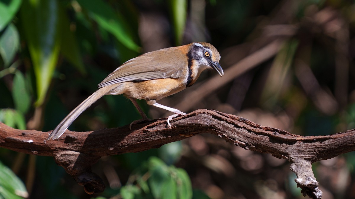 Lesser Necklaced Laughingthrush - ML609462936