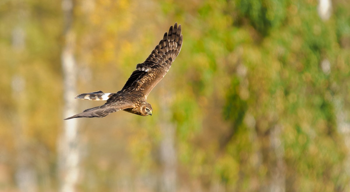 Hen Harrier - ML609462963