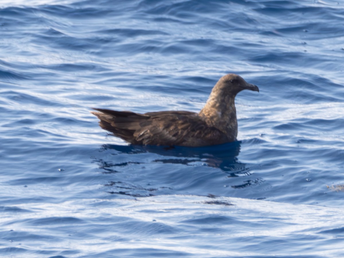 South Polar Skua - ML609462972