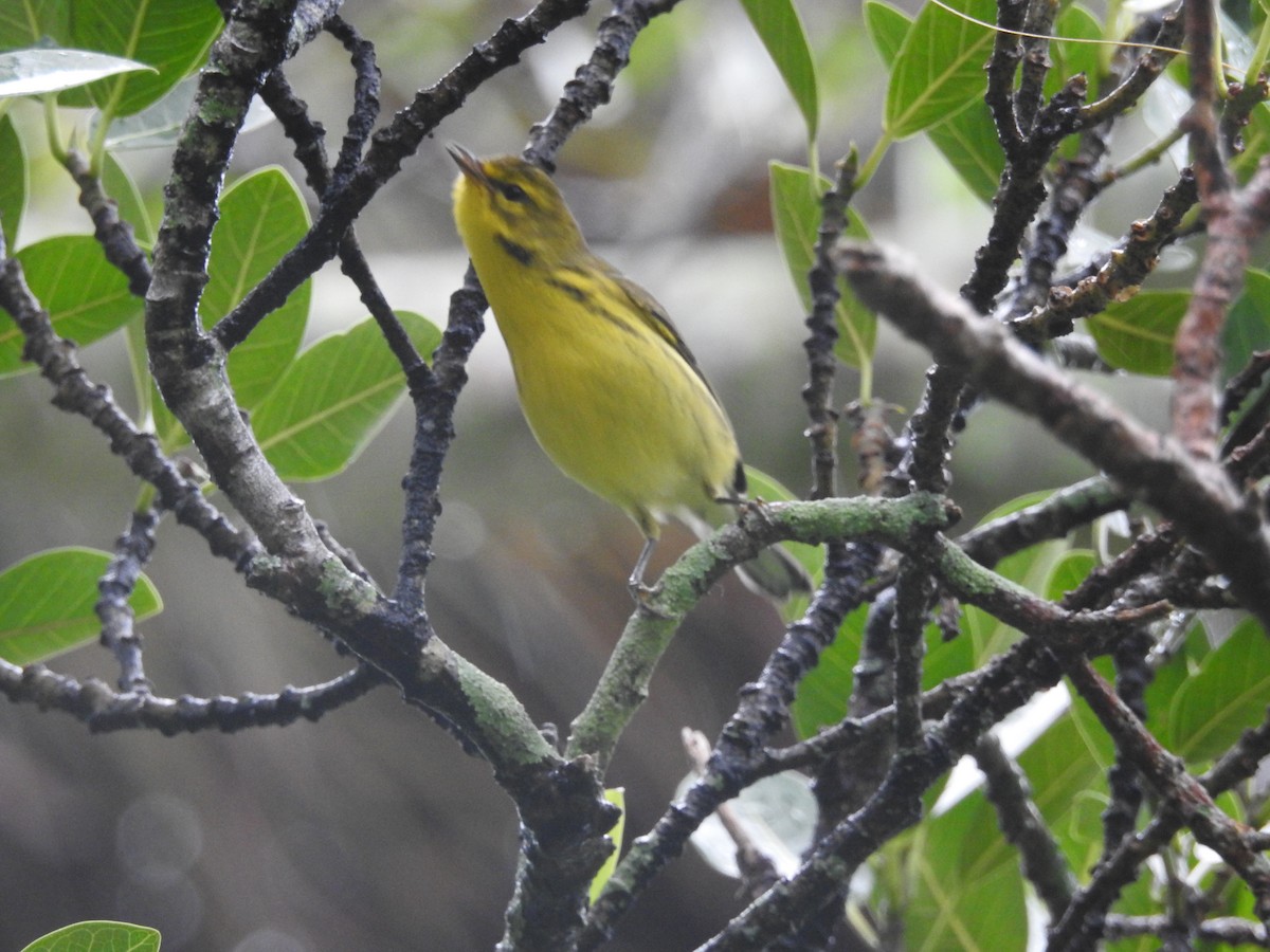 Prairie Warbler - ML609463002