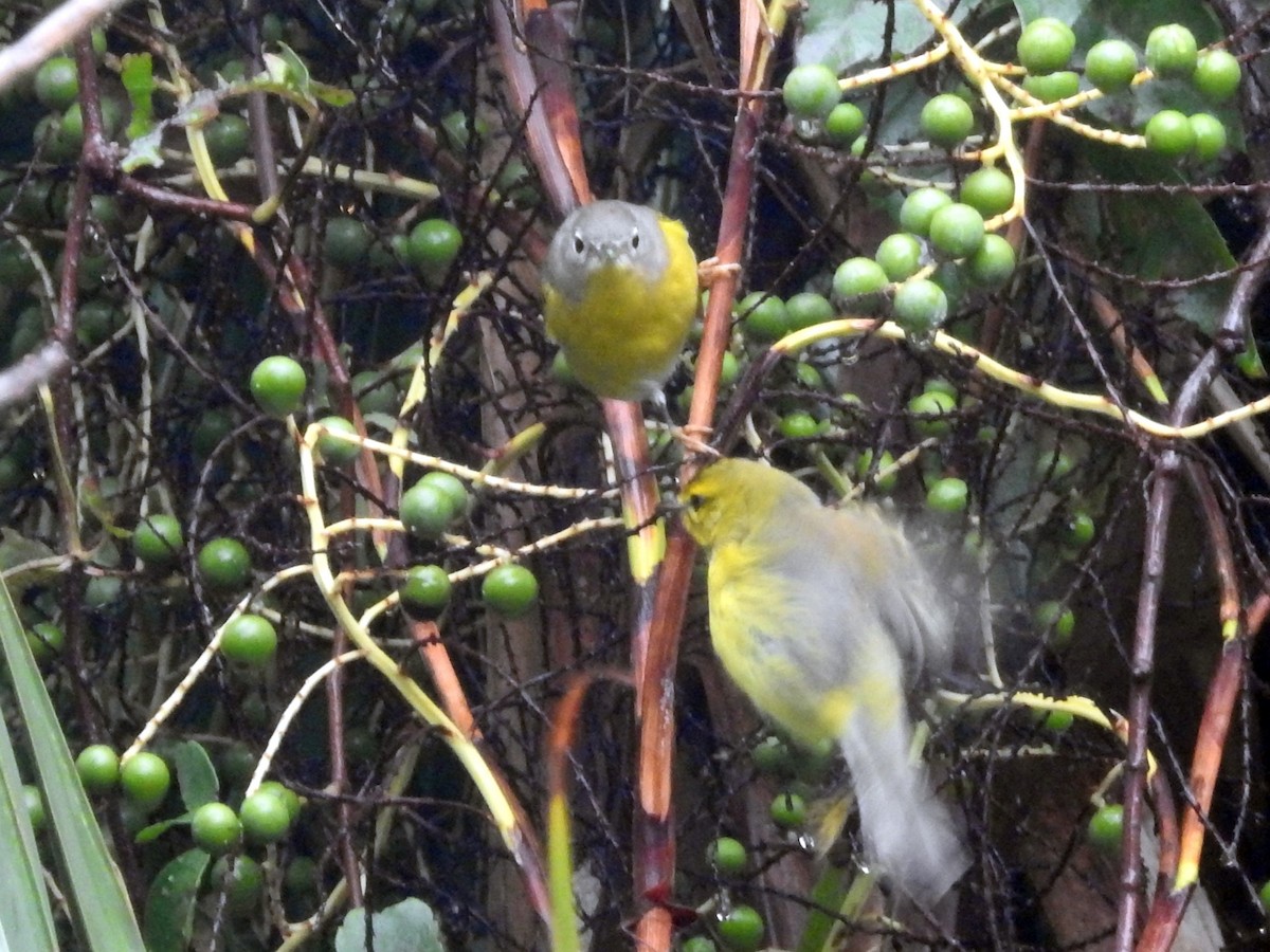 bjørkeparula (ruficapilla) - ML609463020