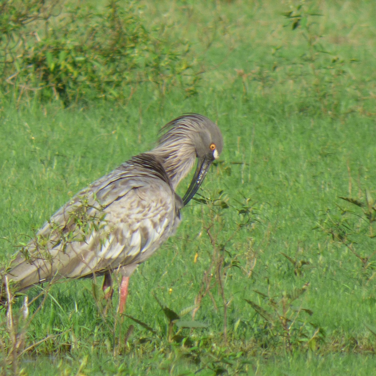 Plumbeous Ibis - PAULA ARNAIZ