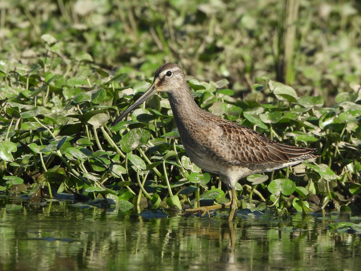 Long-billed Dowitcher - Mike Epler