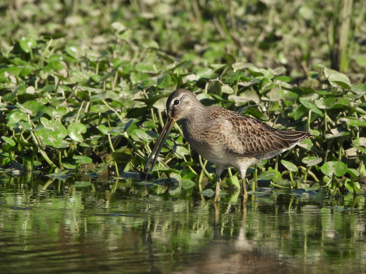 Long-billed Dowitcher - Mike Epler