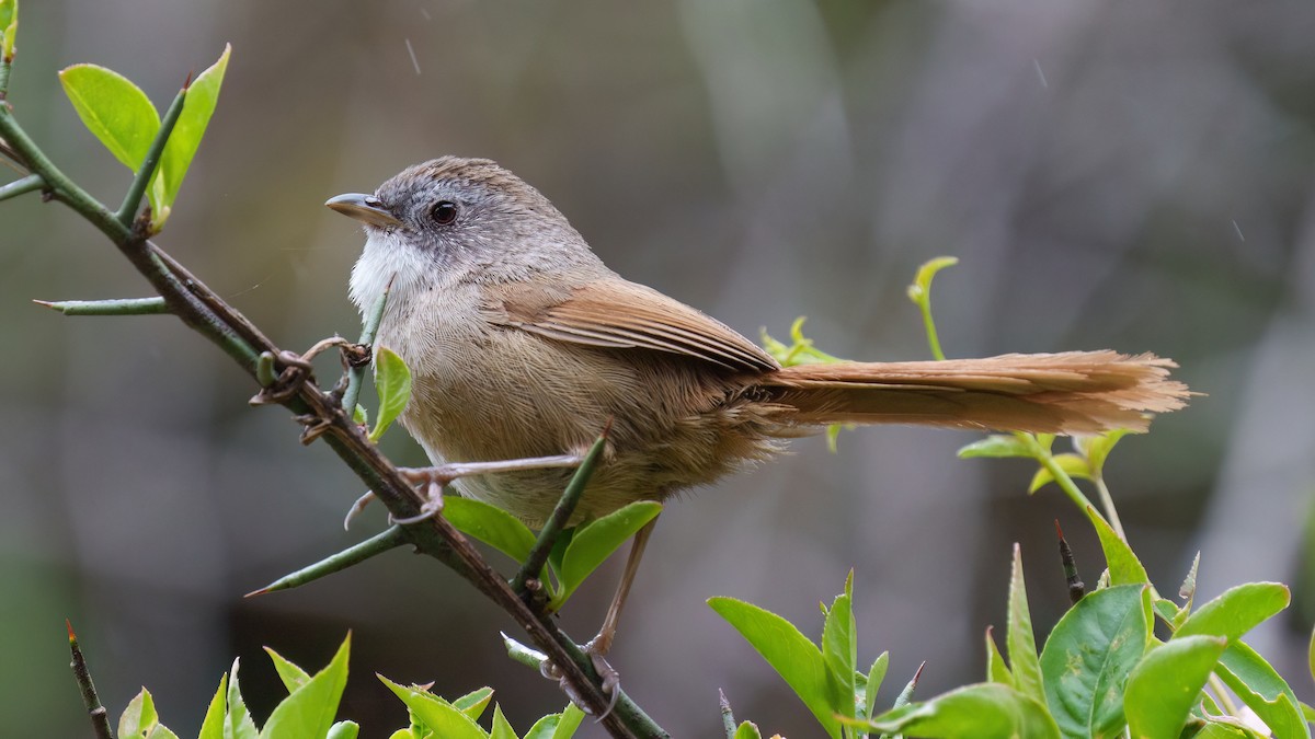 Rufous-tailed Babbler - ML609463119