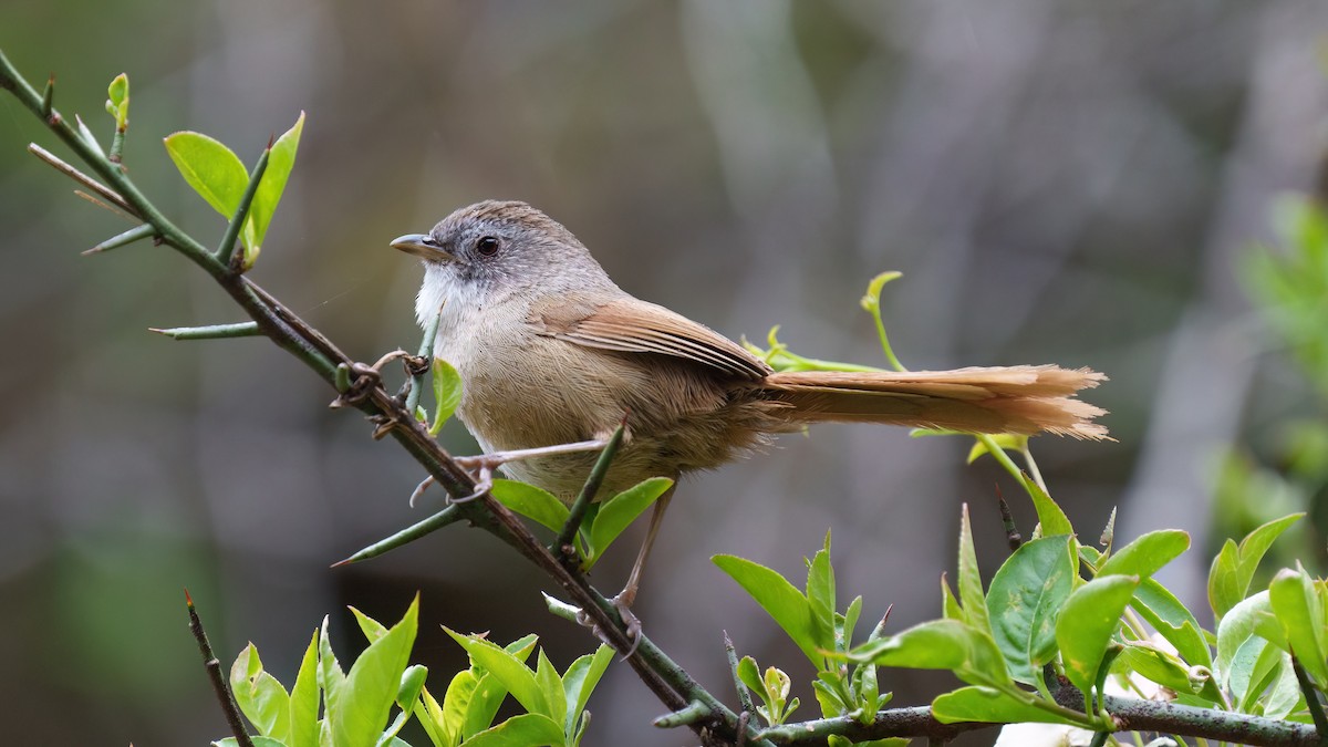 Rufous-tailed Babbler - Zongzhuang Liu