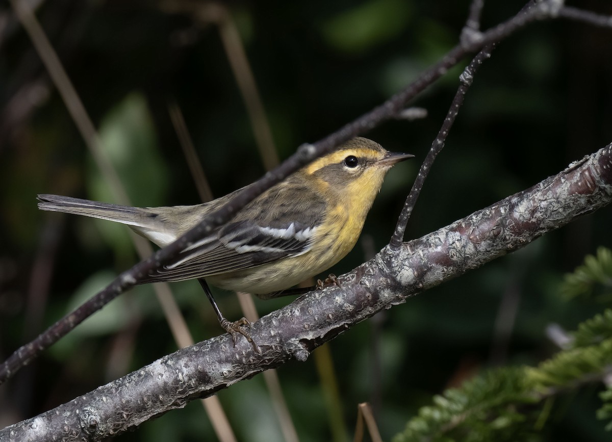 Blackburnian Warbler - ML609463131