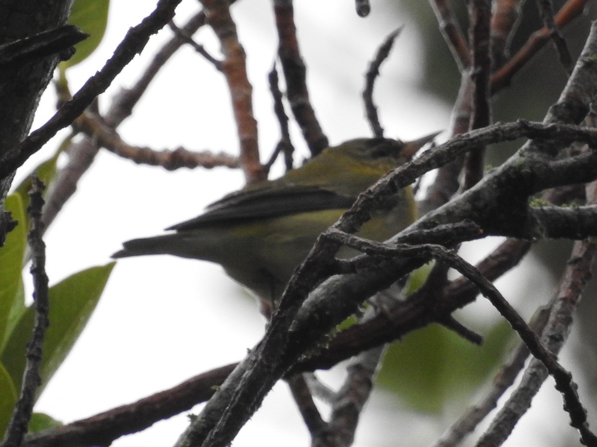 Tennessee Warbler - Jeffrey Gammon