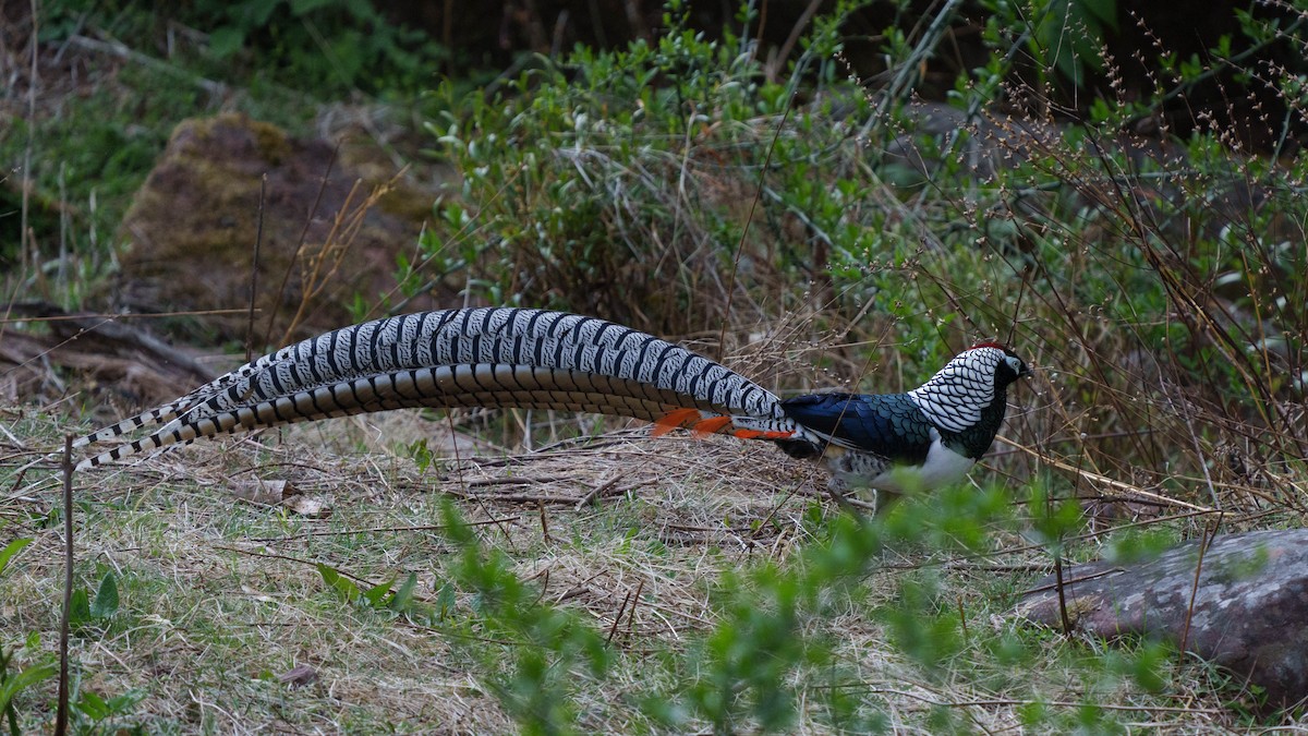 Lady Amherst's Pheasant - ML609463193